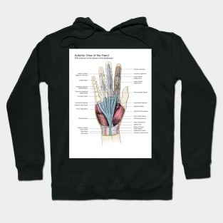 Hand Anatomy Pen and Ink Drawing Hoodie